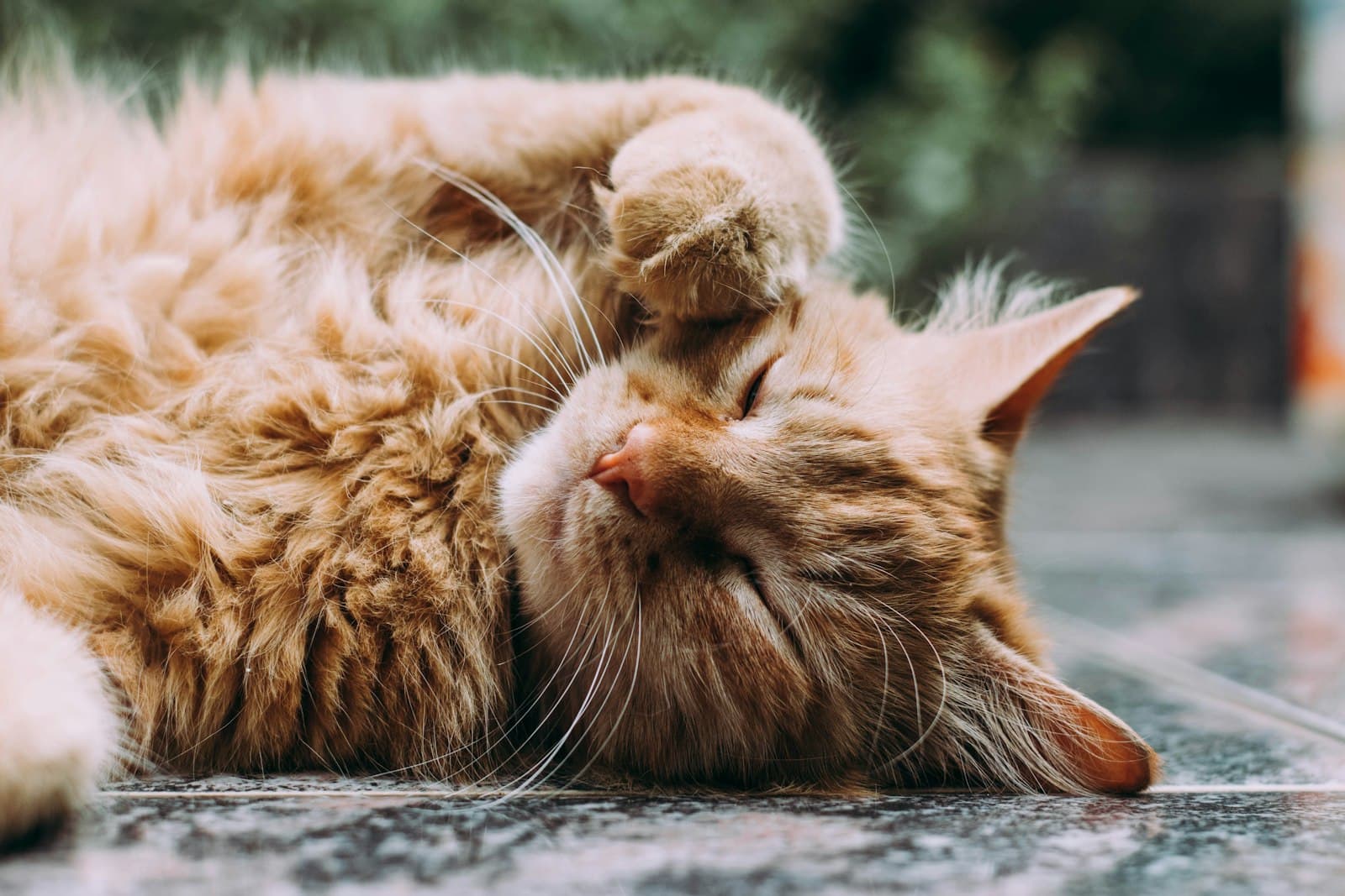Кот у миски с кормом