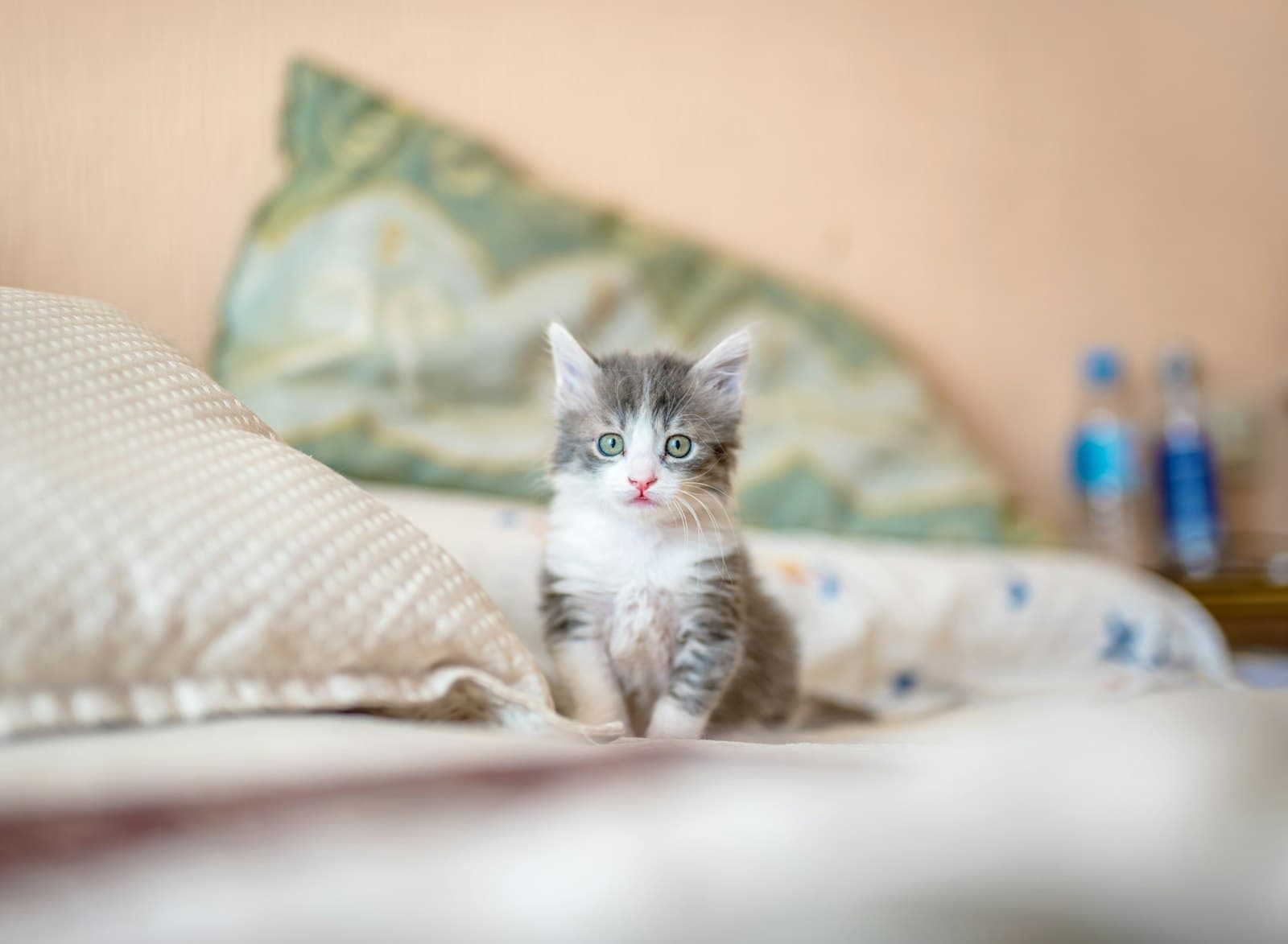 Кошка ест из миски